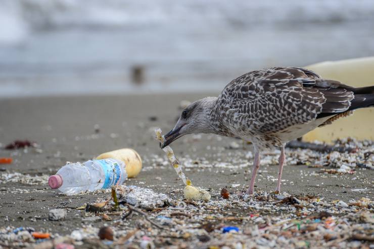 Pájaro comiendo plástico