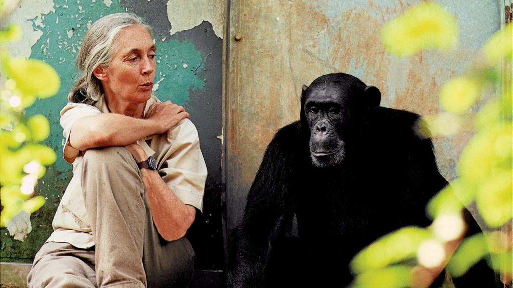 Goodall chimpancé