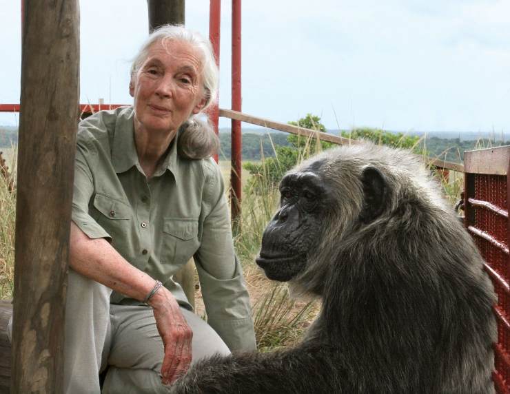 Jane junto a un chimpancé