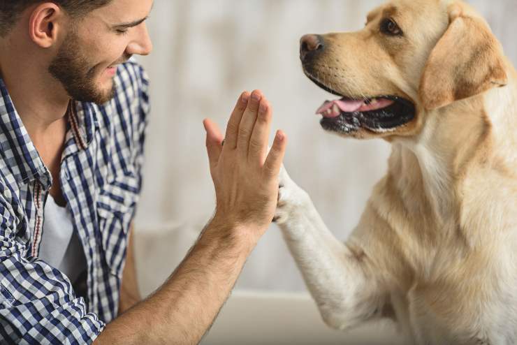 Confirman que los perros sonríen al estar felices