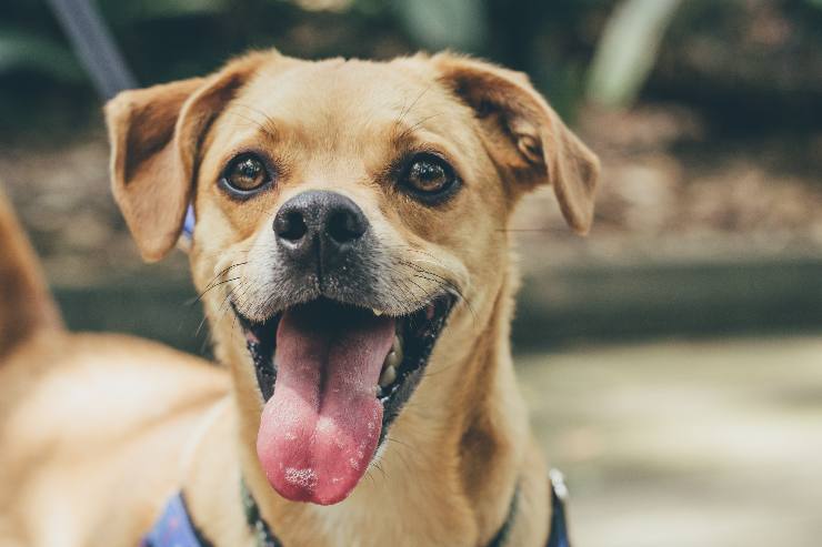 Confirman que los perros sonríen al estar felices