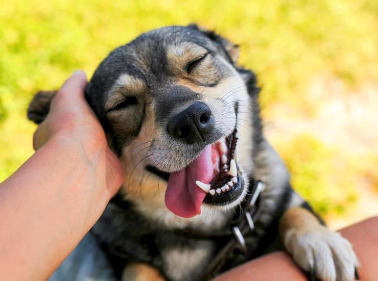 Confirman que los perros sonríen al estar felices