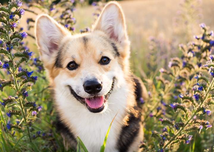 Confirman que los perros sonríen al estar felices