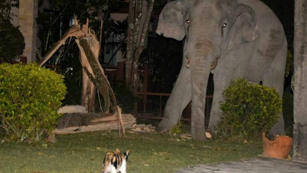 gato corre a un elefante en Tailandia