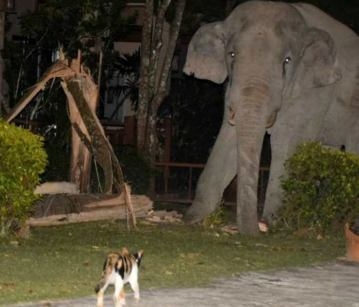 gato corre a un elefante en Tailandia