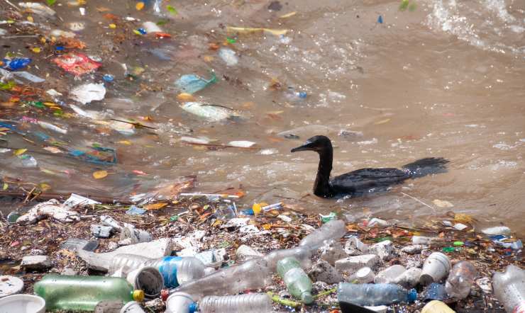 Pájaro nadando en basura