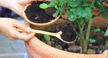Fertilizantes naturales para hacer en casa