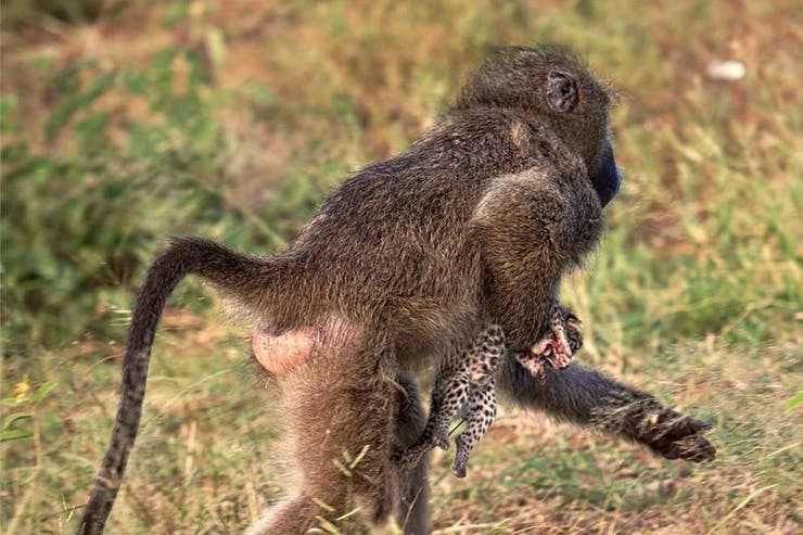 Babuinos roban cachorros