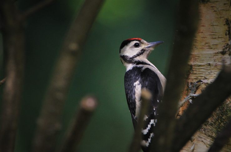 El estado de los bosques