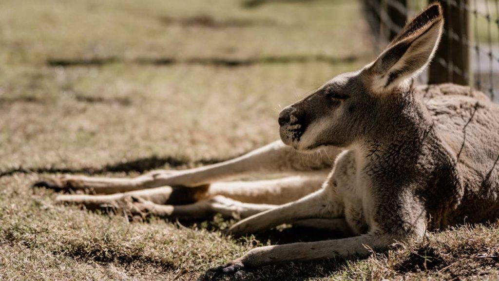 Maltratadores de animales Australia