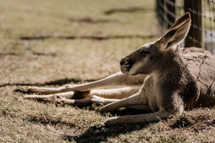 Maltratadores de animales Australia