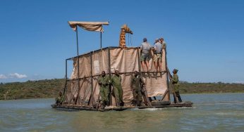 Kenia: Jirafas en riesgo de muerte y rescate de urgencia