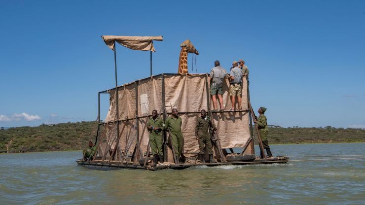 jirafas rescatadas en Kenia