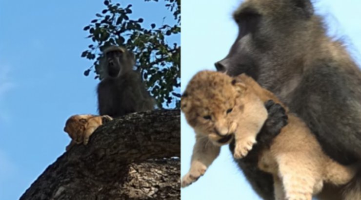 babuino roba cachorro de leon