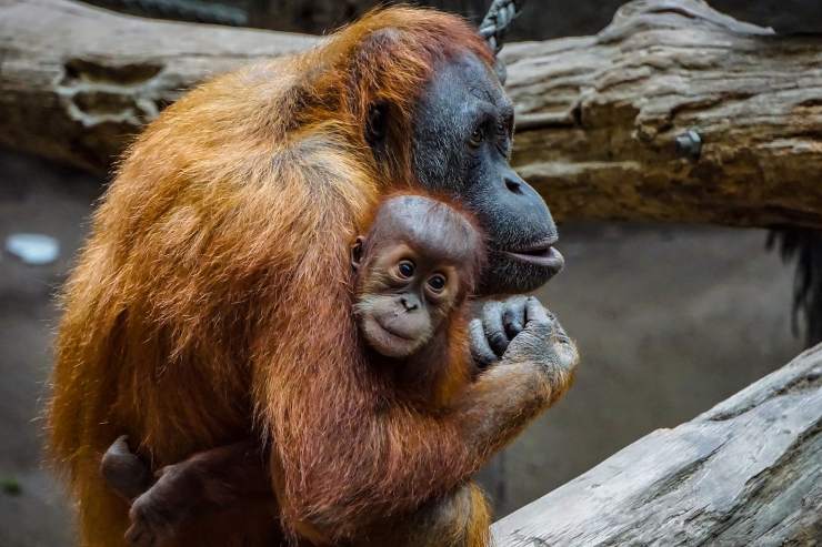 Indonesia, arrasada por el aceite de palma