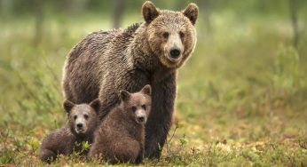 Osos pardos, acorralados y al borde de la extinción en los Pirineos