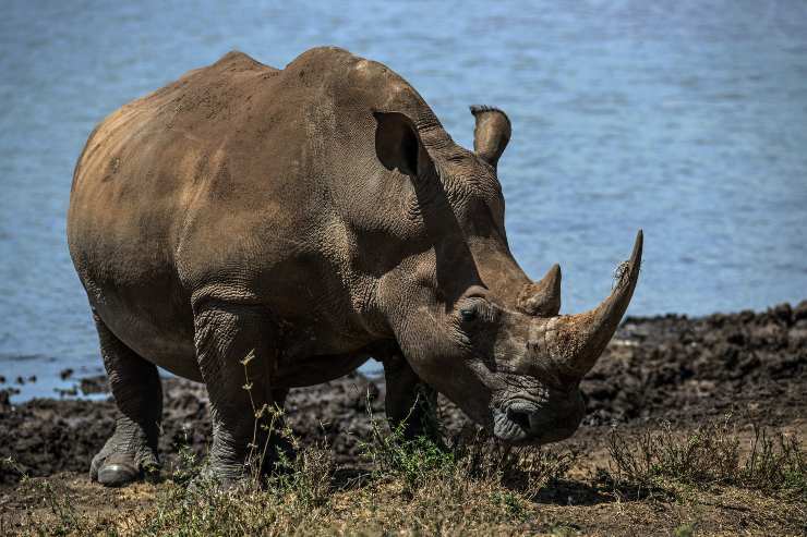 rinoceronte blanco en peligro de extinción