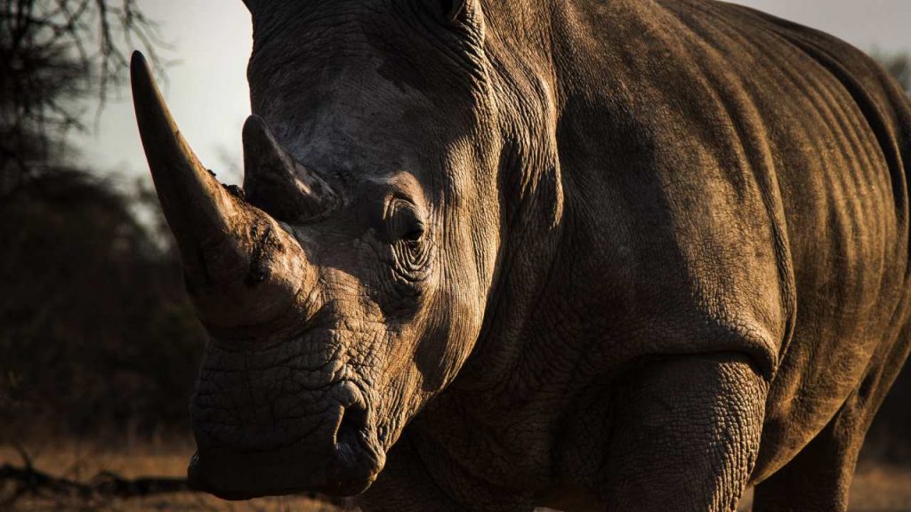 El rinoceronte blanco se extingue