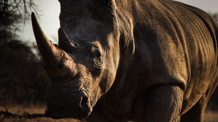 El rinoceronte blanco se extingue
