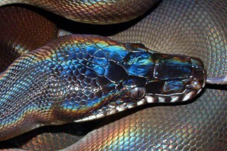 Serpiente de piel brillante en Vietnam