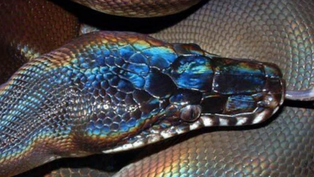 Serpiente de piel brillante en Vietnam