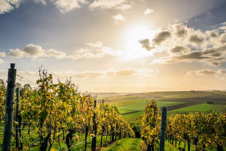  vitivinicultura ecológica