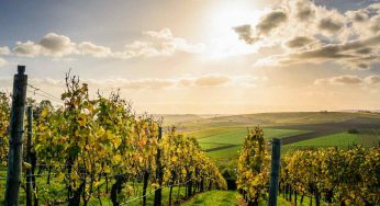 Biocontrol: un paso más hacia la vitivinicultura ecológica