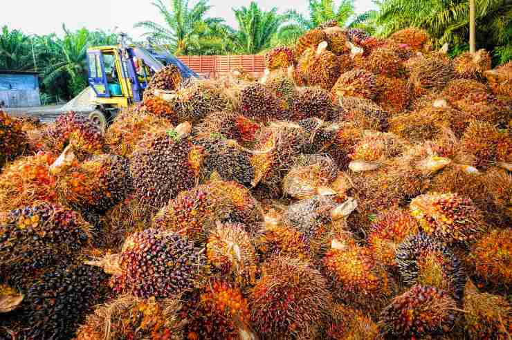 Indonesia arrasada por el aceite de palma