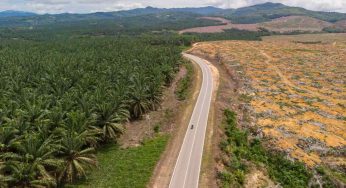 Indonesia, arrasada por el aceite de palma