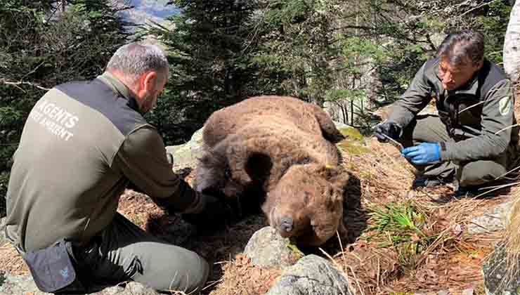 La muerte de osos pardos como Cachou genera indignación (La Vanguardia).