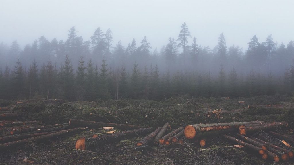 El estado de los bosques