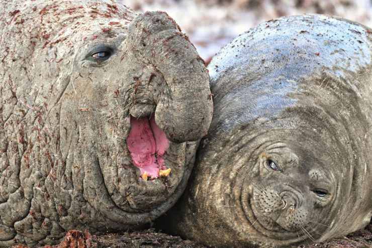 Las 10 fotografías más cómicas del mundo animal de este 2020