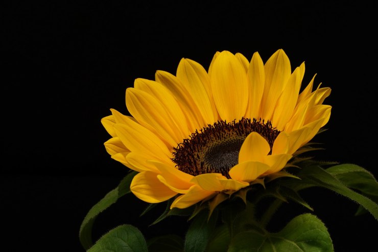 Hipnótico desarrollo de un girasol