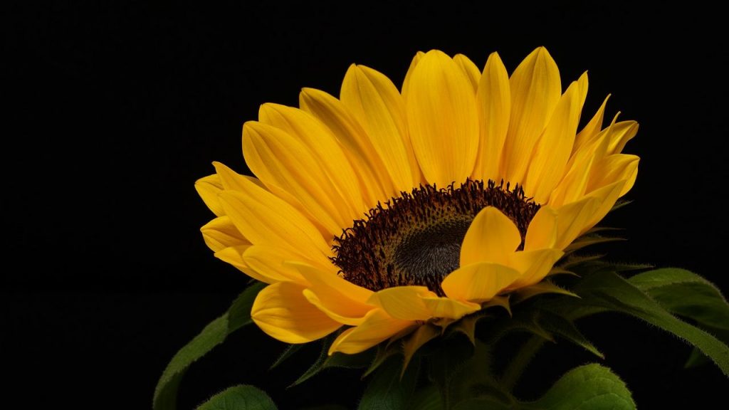 Hipnótico desarrollo de un girasol