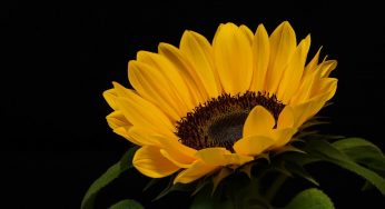 83 días en 2 minutos: el video del hipnótico desarrollo de un girasol