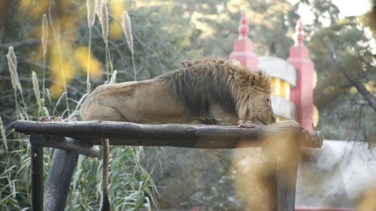 Rescate de animales salvajes