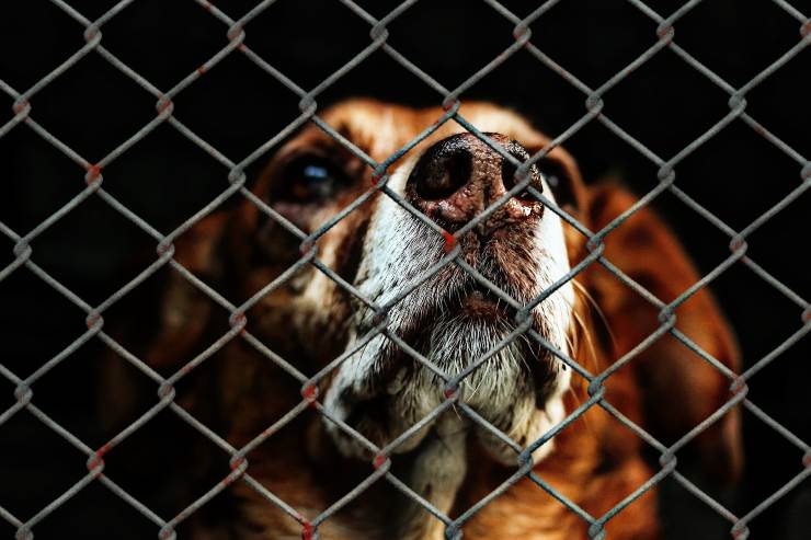 Maltratadores de animales Australia