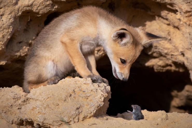 Las 10 fotografías más cómicas del mundo animal de este 2020