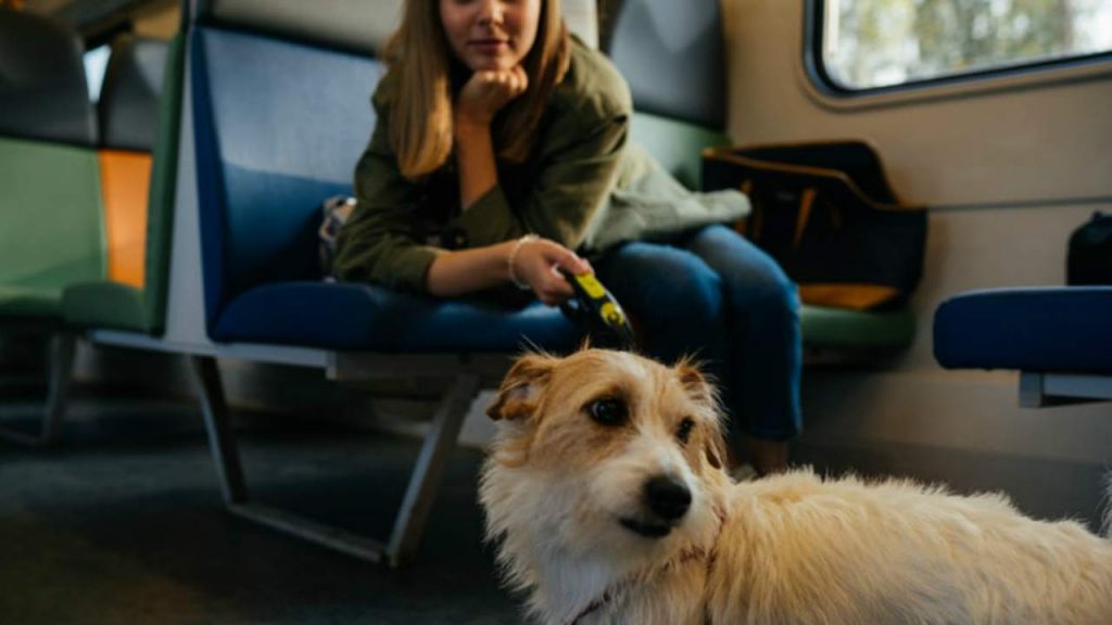 viajar con mascotas en pandemia