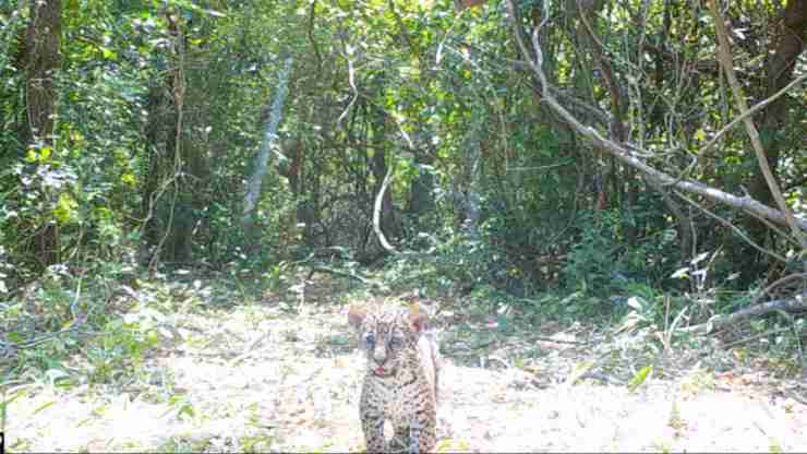 Fundacion Rewilding Argentina