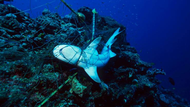 animales marinos mueren atrapados en redes fantasma