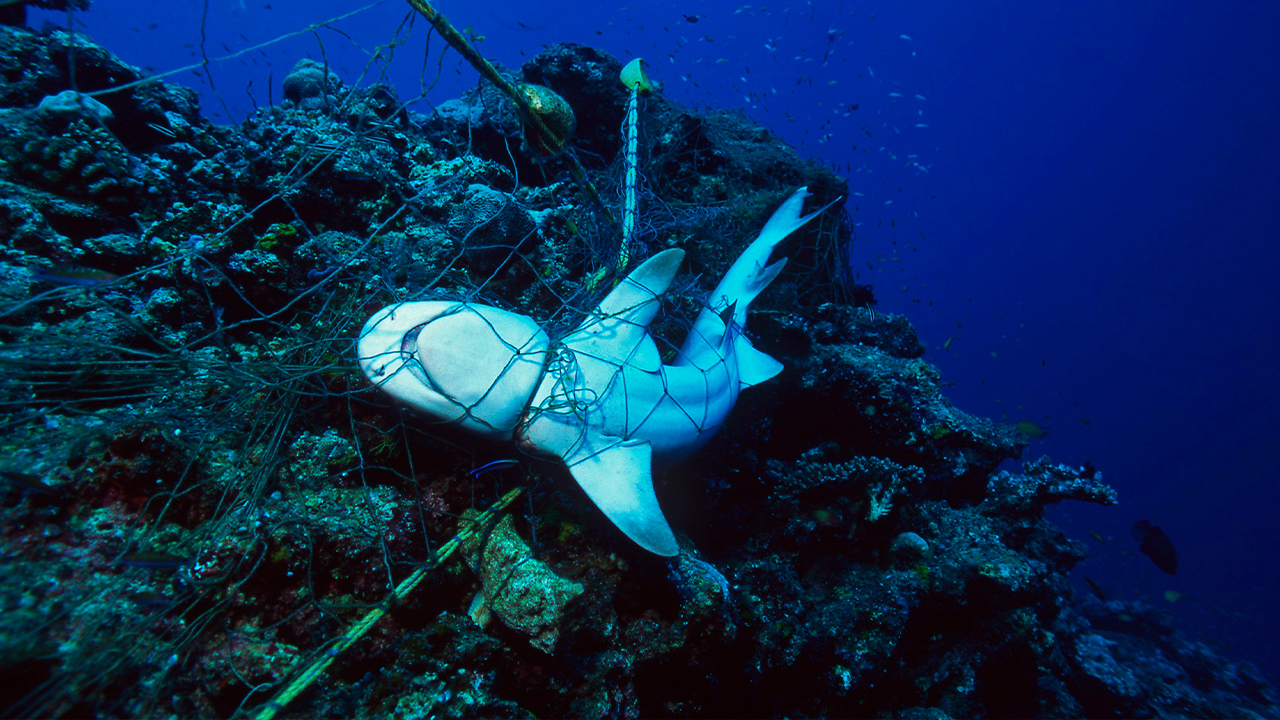 redes fantasma: trampas mortales para la fauna marina