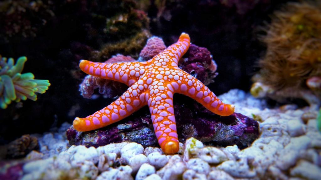 Extraña enfermedad podría extinguir a las estrellas de mar