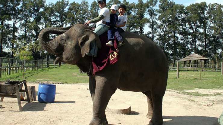 muere un elefante en Zoo de Lujan