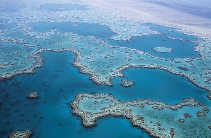 Gran Barrera de Coral de Australia en peligro