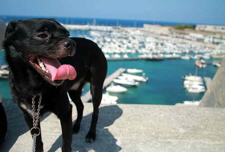 viajar con mascotas