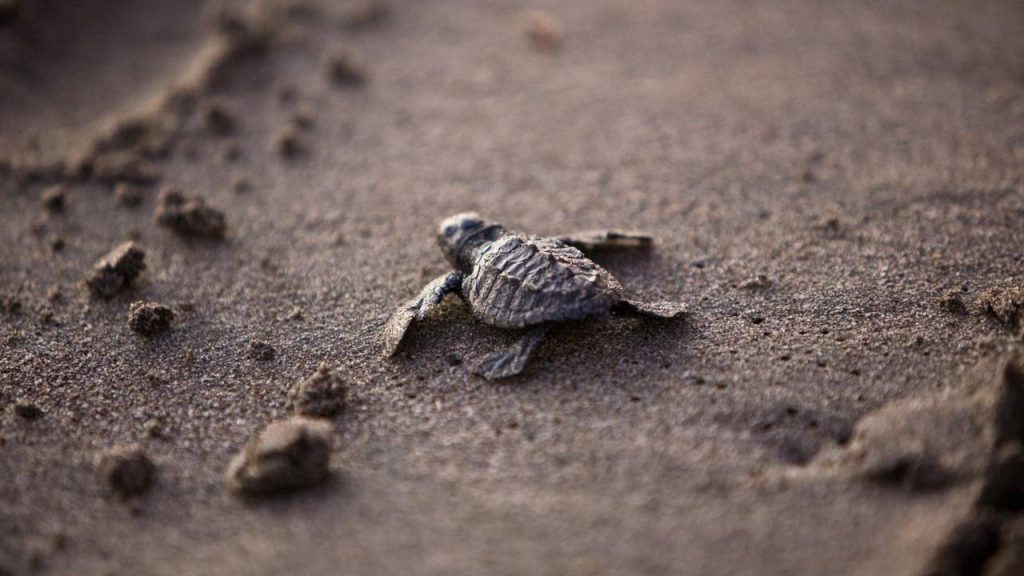 voluntarios protegen huevos de tortugas