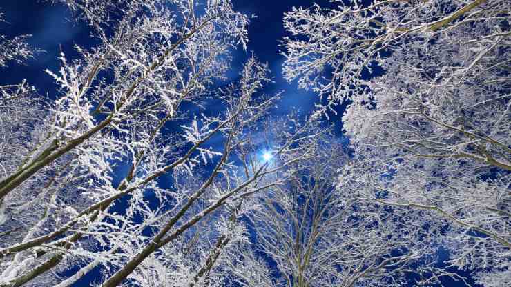 Luz de luna en el bosque nevado