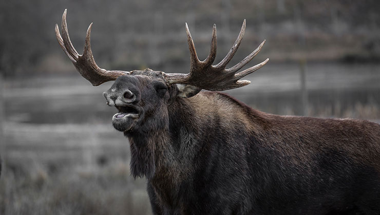 La sobrepoblación de alces destruyó la vegetación de Yellowstone en el siglo XX (Foto de Pixabay - Pexels)