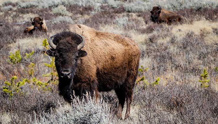 Los bisontes también se vieron beneficiados por los lobos (Foto de Lukas Kloeppel - Pexels).